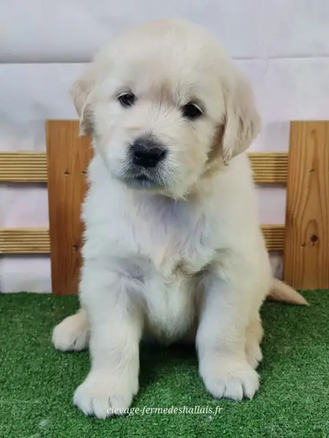 Golden Retriever  Bianca Du Mont De La Chenaie photo 2