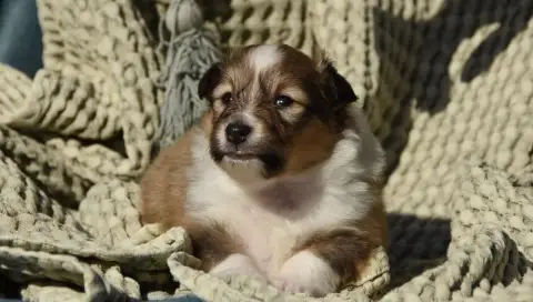 Shetland Sheepdog  Chiot N°5 Des Collines De Sagne