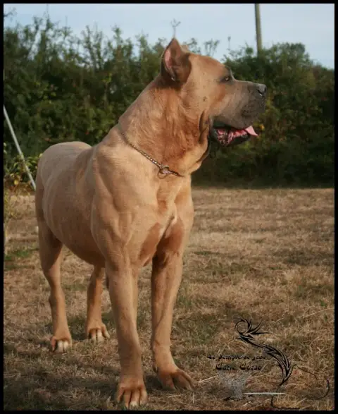 Cane Corso  Chiot 2 Des Sentinelles De Reveden photo 3