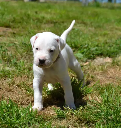 Dogo Argentino  Collier Violet Del Angel De Los Volca 041eb photo 3