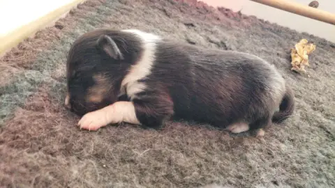 Shetland Sheepdog  M1 Of Chiprey'S Hamlet photo 2