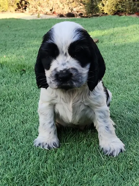 Cocker Spaniel Anglais  Chiot 6 De La Taverniere