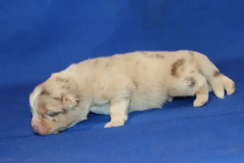 Berger Australien  Chiot N°2 Du Domaine De La Canurie 4a8fe photo 3