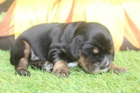 Cocker Spaniel Anglais  Male Noir Et Feu Of Caniland' 4ecb8
