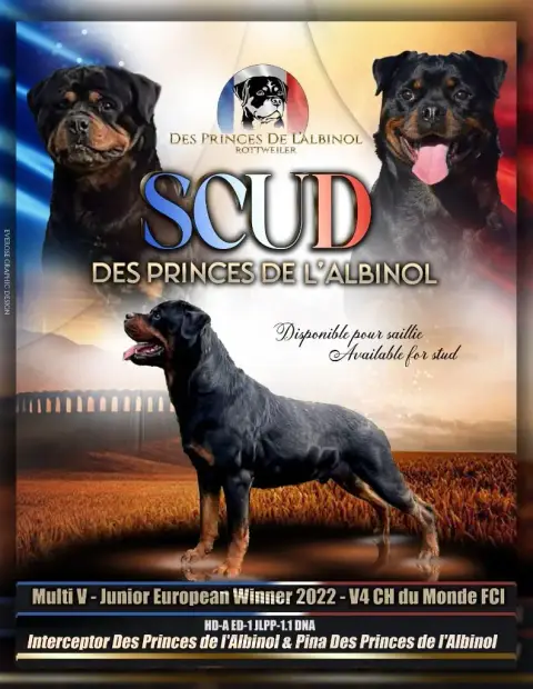 Rottweiler photo 3
