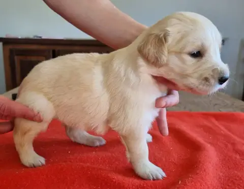 Golden Retriever  Chiot N°7 Des Hirondelles Du Voyage e24b8 photo 2