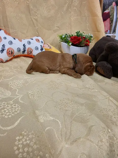 Cocker Spaniel Anglais 
                        B.... 26d6d photo 3