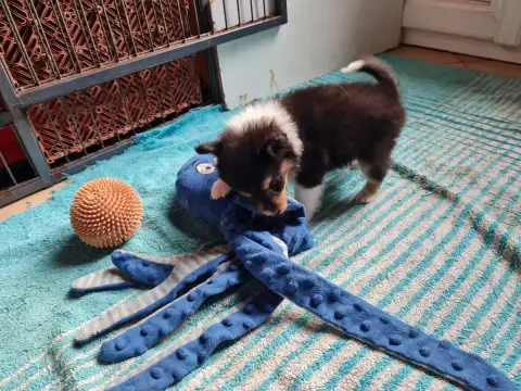 Shetland Sheepdog 
                        Boundao Du a4251
