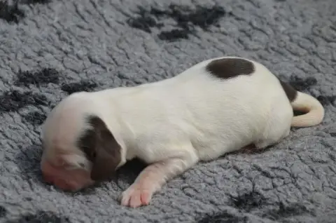 Cocker Spaniel Anglais  Chiot N°5 Chocolat Et Blanc D c5ab7 photo 2