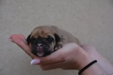 Bulldog Continental  Chiot 1 Du Haut De La Girauderie 968cc