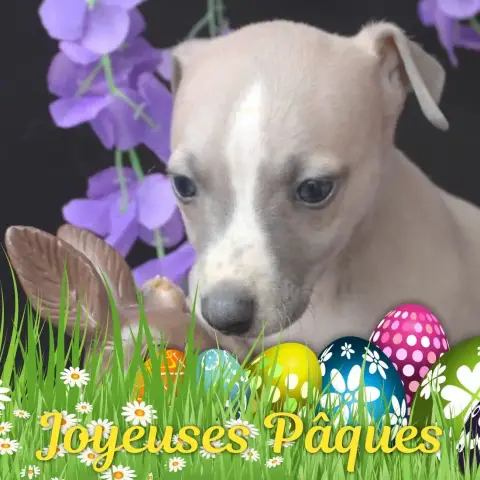 Whippet  Belle Legende Des Filles D'Eole