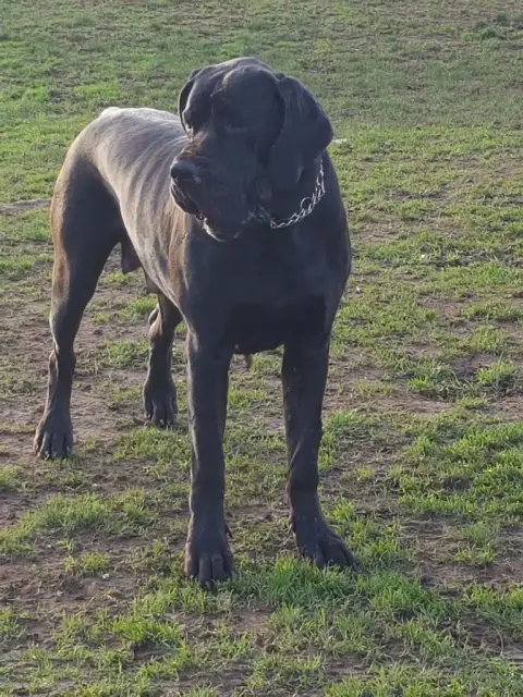 Dogue Allemand  Chiot N°2 Des Terres Du Grazo photo 3