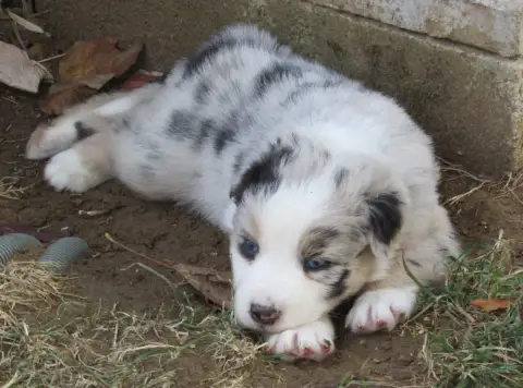 Berger Australien 
                        Chiot N°2  0c503