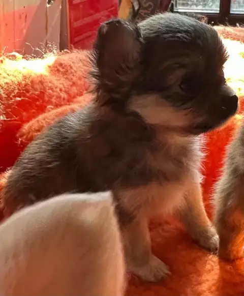 Chihuahua  Chiot 4 Du Royaume D'Hautecour