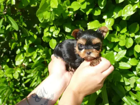 Yorkshire Terrier  Male Du Temps Des Amazones
