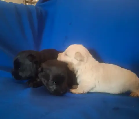 Scottish Terrier  Chiot N°2 Du Harpouy D'Auzan