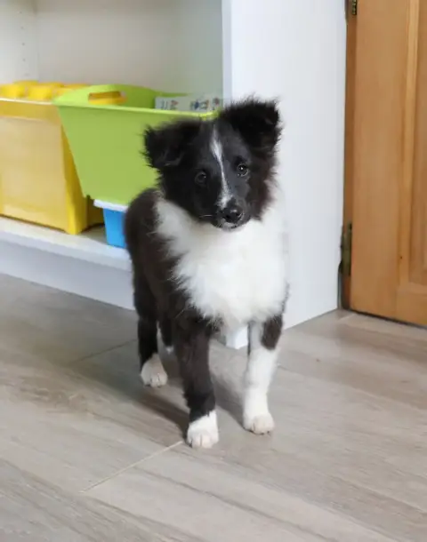 Shetland Sheepdog  Chiot N°2 Du Royaume De La Petite  0228d