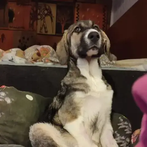 Nami Adorable Chiot