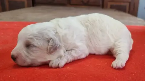 Bichon Frise  Chiot N°3 Des Hirondelles Du Voyage photo 2