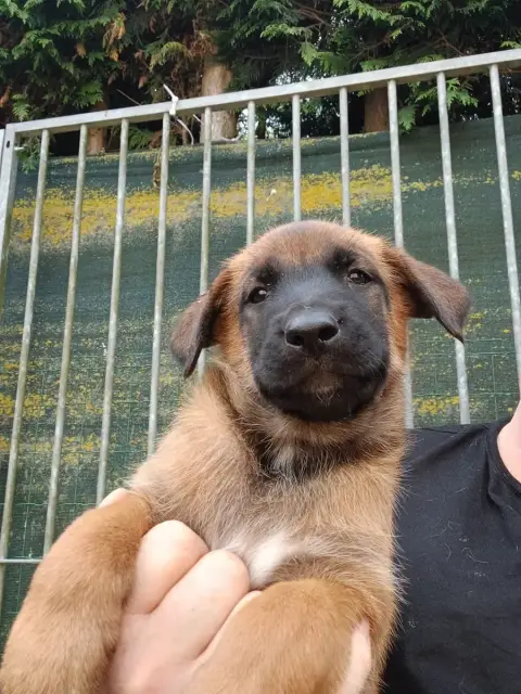 Berger Belge  Chiot N°2 Du Domaine Des Salysa