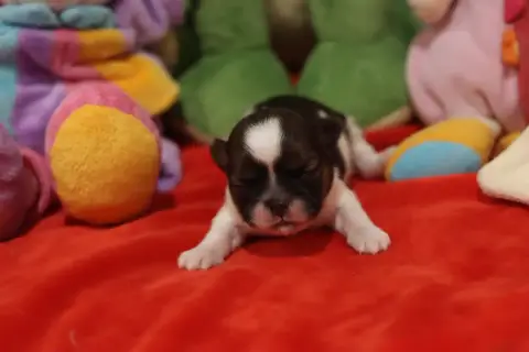 Shih Tzu  Bennet De La Ferme Des Mottes