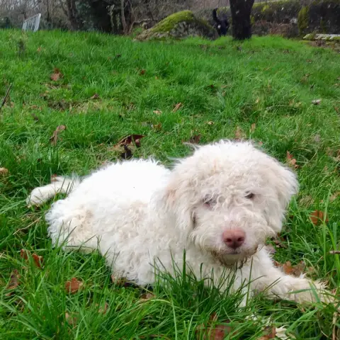 Lagotto Romagnolo  Chiot N°1 De La Colline De Montboy a72f2 photo 3
