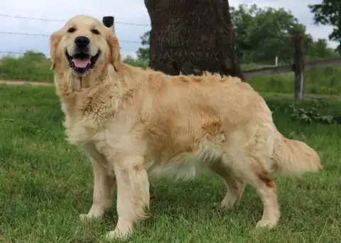 Golden Retriever  Collier Arc En Ciel De L'Arche De L 4307c photo 2