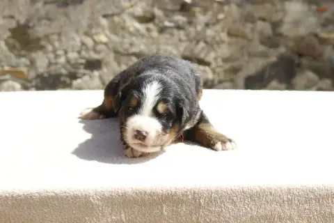 Bouvier Bernois  Chiot 1 De La Vallée De L'Hyrome