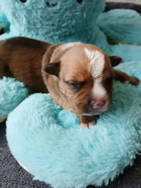 Staffordshire Bull Terrier  Chiot N°1 The World Of An c482b