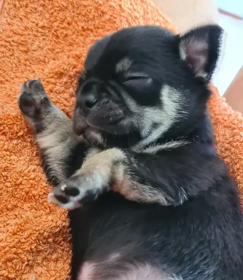 Chihuahua  Black De L’Ecrin Des Joyaux