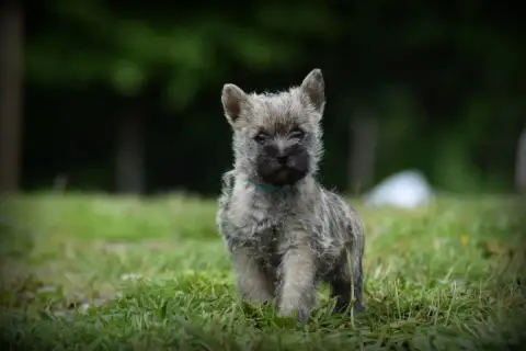 Cairn Terrier  Femelle 3 De La Vallée Caid