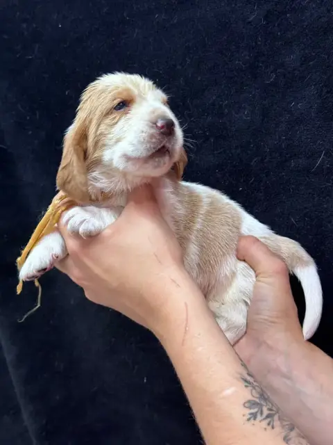 Basset Hound  Blondain Collier Beige Bicolore Du Berc 5ac9f
