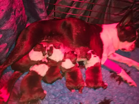 Boston Terrier  Chiot 3 Des Petits Anges Noirs
