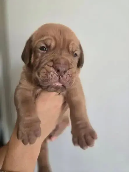Dogue De Bordeaux 
                        Sans Colli 0d168