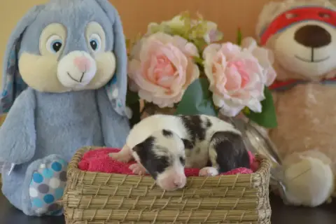 Border Collie  Bleu Merle De La Colline D'Ans