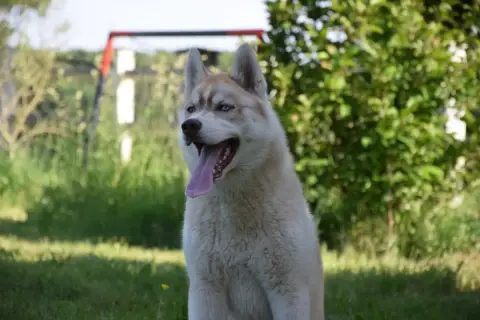 Siberian Husky  Alaska