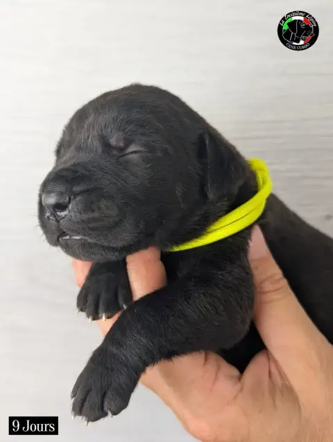 Adopter Cane Corso 
                        Collier Jaune Flu 443c6