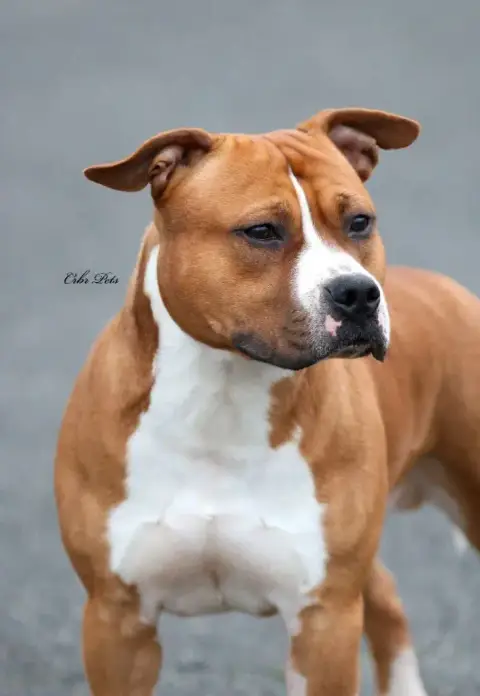 American Staffordshire Terrier  Collier Bleu Dream Of 9060a photo 2