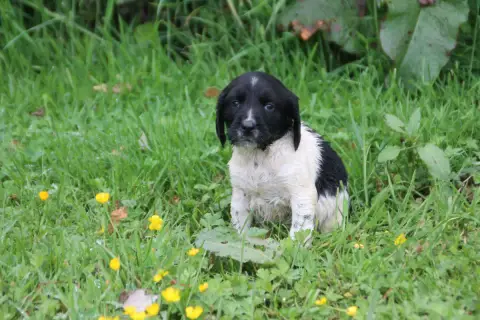 English Springer Spaniel  Chiot N°1 Brush Master