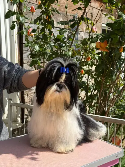 Shih Tzu  Air Force One De Hillsbury photo 2
