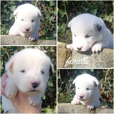 Laika De Iakoutie  Chiot N°6