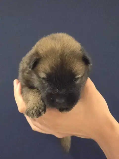 Eurasier  Purple Du Royaume D'Ebène photo 2