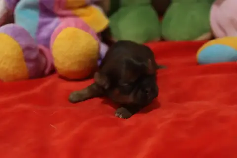 Shih Tzu  Britanie De La Ferme Des Mottes