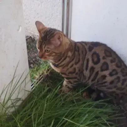 Bengal Male