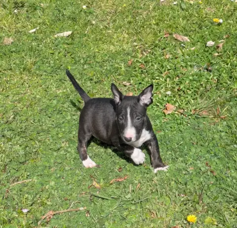 Bull Terrier Miniature  Bun'S photo 3