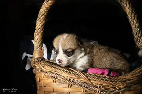 Welsh Corgi Pembroke  Chiot N°3 Du Mas De Canteperdri 17382
