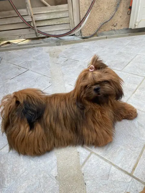 Shih Tzu 
                        Amber photo 2