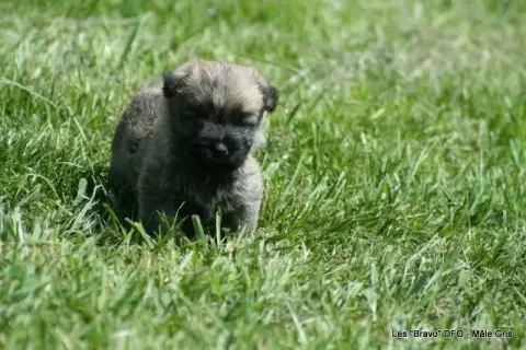 Cairn Terrier photo 2