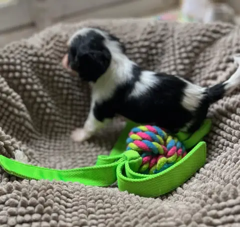 Cavalier King Charles Spaniel  Chiot 2 Du Chemin En T 28305 photo 2