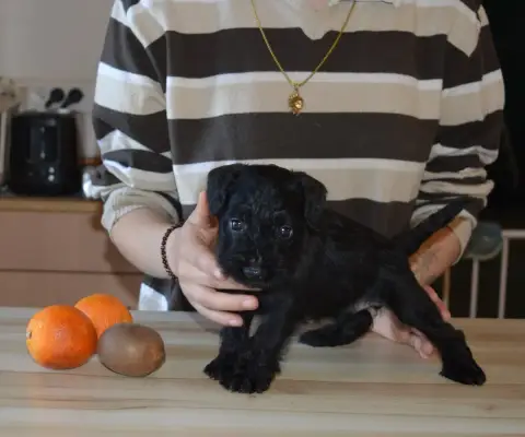 Schnauzer Miniature  Chiot 4 De Tierra Lemi